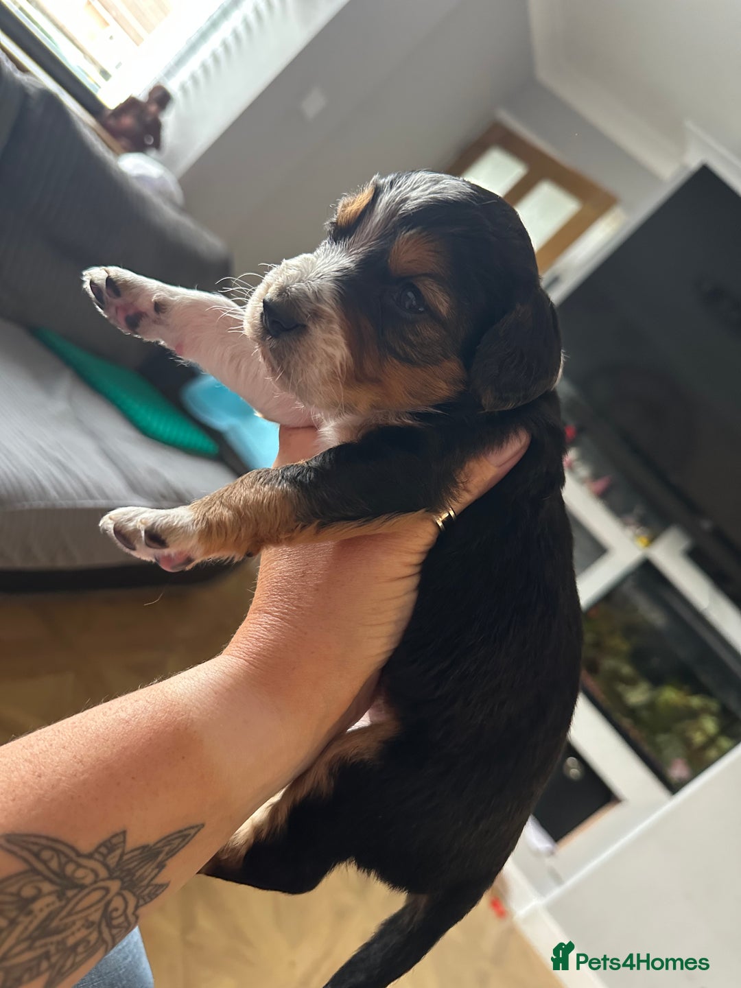 Mixed Breed dogs for sale: Border doodle - Image 18