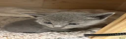 Russian Blue cats for sale: Tica registered kittens - Advert 7