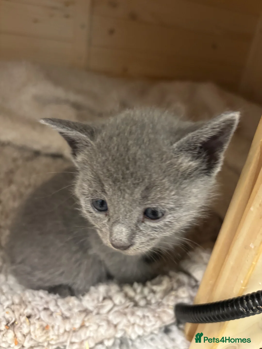 Russian Blue cats for sale: Tica registered kittens - Advert 7