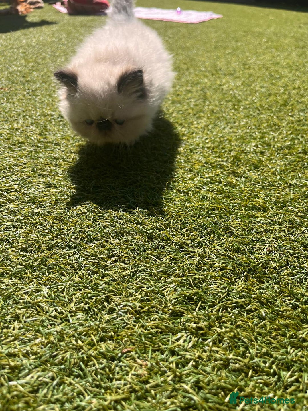 Persian cats for sale: Himalayan Persian Kittens - Image 8