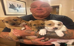 Staffordshire Bull Terrier dogs for sale: Beautiful big puppies  - Image 9