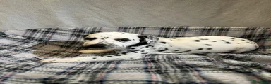 Puppy black collar 