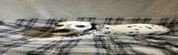 Dalmatian dogs for sale: Dalmatian puppies  in Okehampton - Advert 19