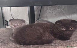 Scottish Fold cats for sale: Scotish kitten  - Image 18
