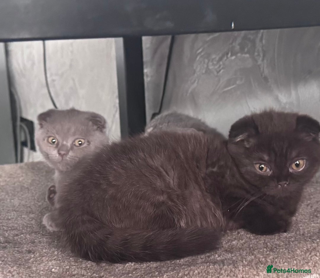 Scottish Fold cats for sale: Scotish kitten  - Image 18