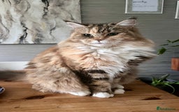 Maine Coon cats for sale: Maine Coon Boys for sale - Image 10