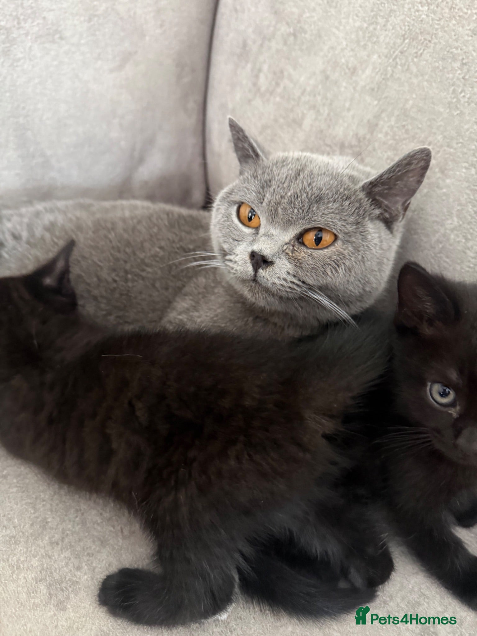 British Shorthair cats 5 beautiful mixed British shorthair  - Advert 2