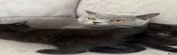 British Shorthair cats for sale: 5 beautiful mixed British shorthair  - Advert 1