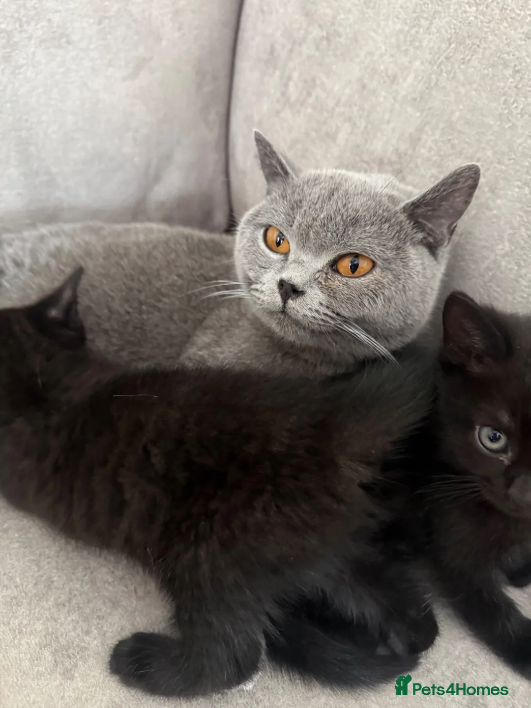 British Shorthair cats for sale: 5 beautiful mixed British shorthair  - Advert 1