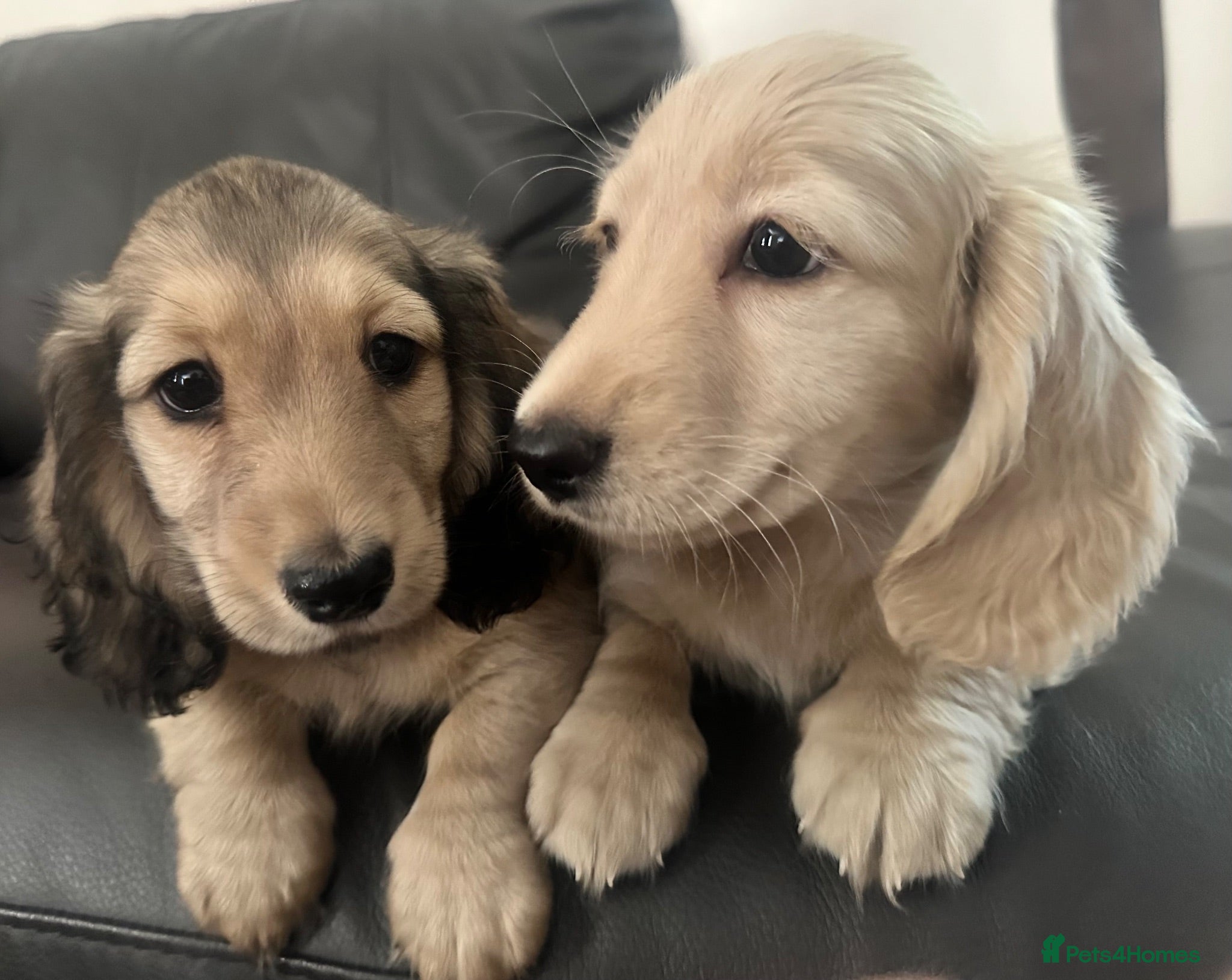Miniature Dachshund dogs KC REG Miniature LH Dachshund puppies for sale  - Advert 1