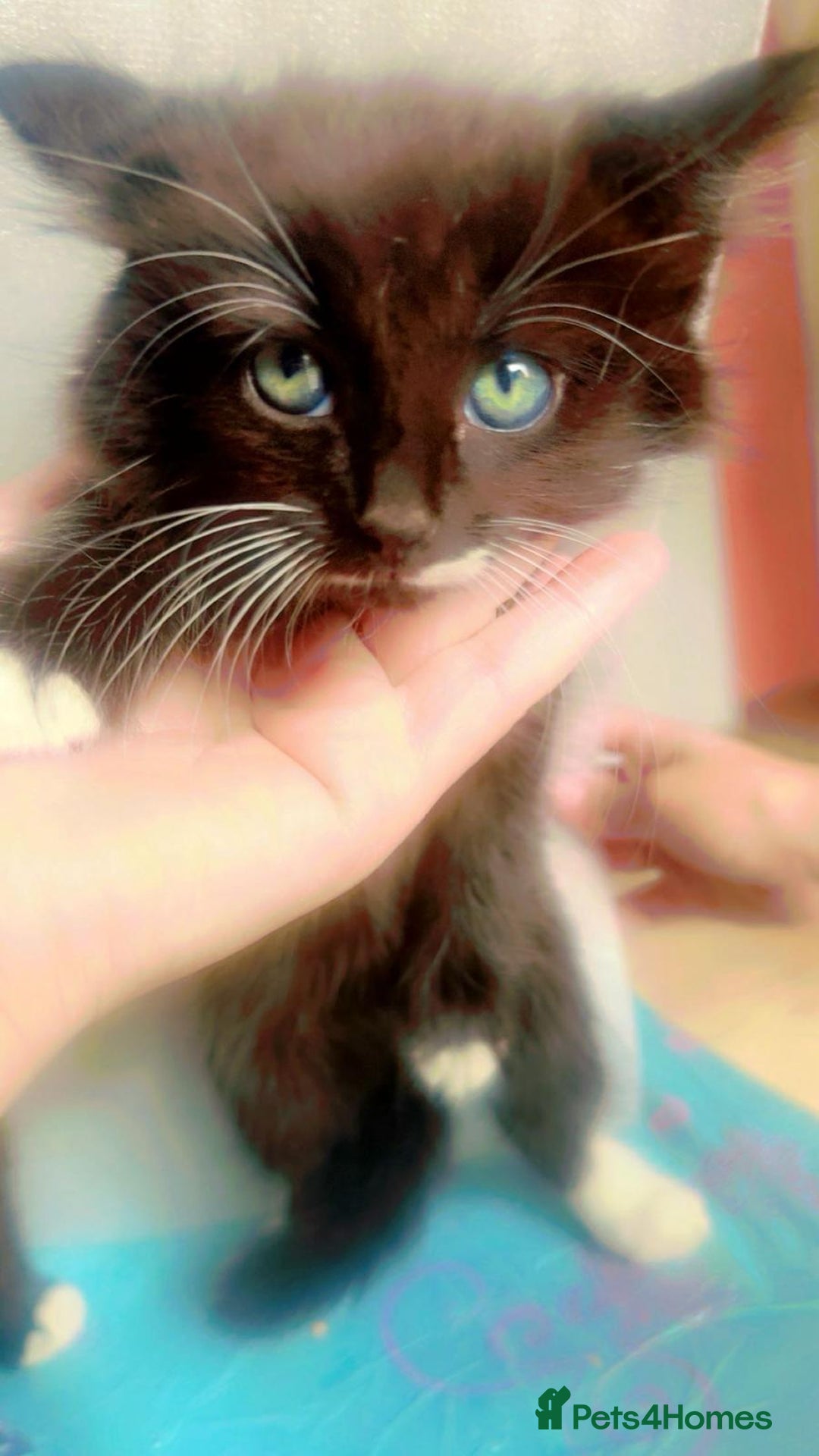 British Shorthair cats for sale: Cats for sale - Image 8
