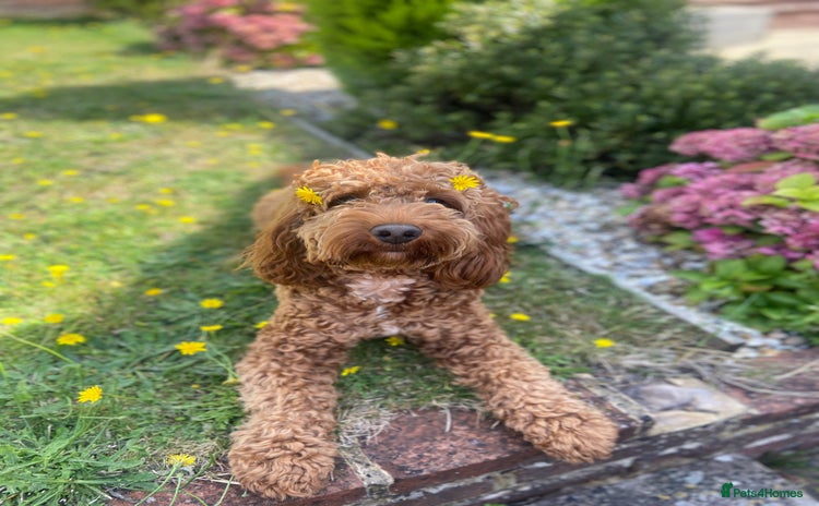 Cockapoo dogs in Southampton - Advert 6