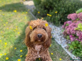 Cockapoo dogs in Southampton - Advert 39