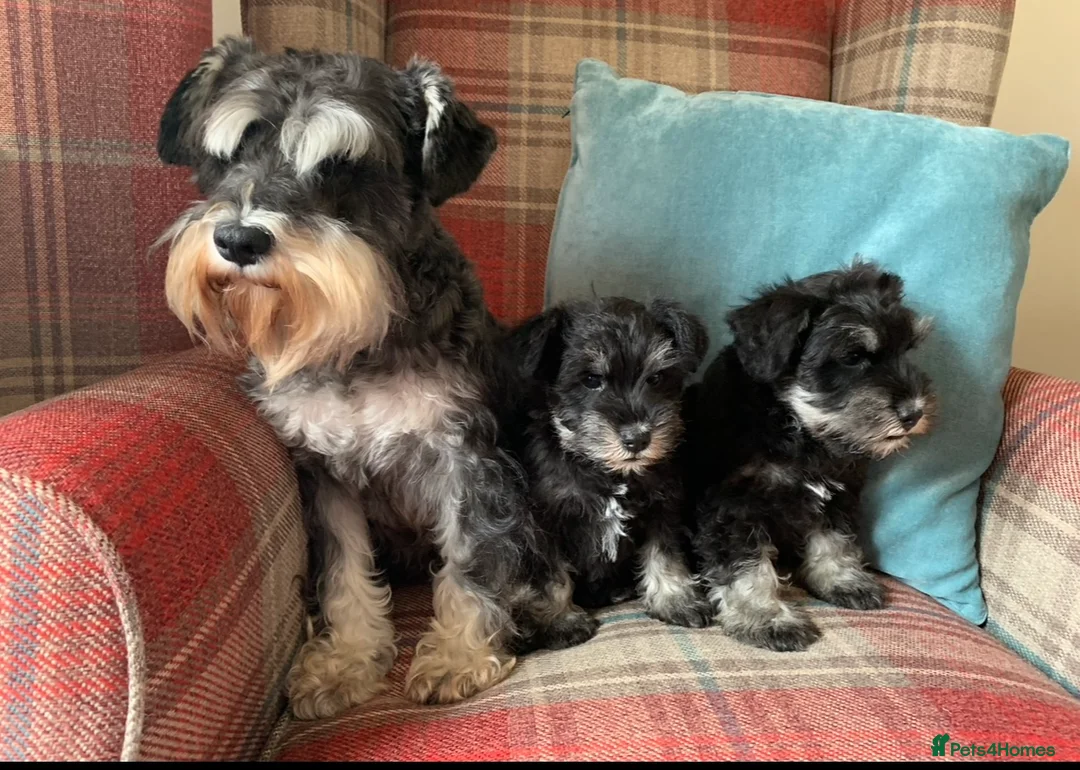 Miniature Schnauzer dogs for sale: KC Registered, Health Tested puppies available  - Advert 13