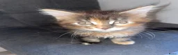 Maine Coon cats for sale: Rare Red Silver Maine Coon Kittens Available  - Advert 5