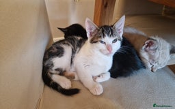 Bengal cats for sale: 4 bengal cross tabby kittens  - Image 12