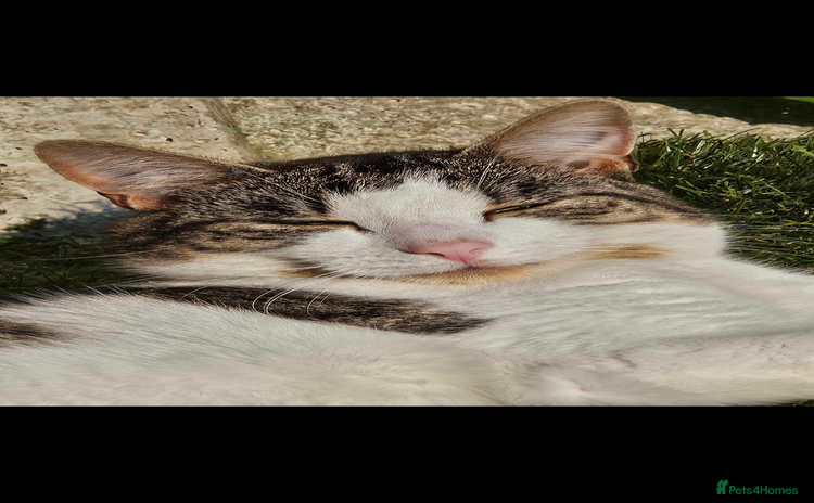 Domestic Shorthair cats - Advert 7