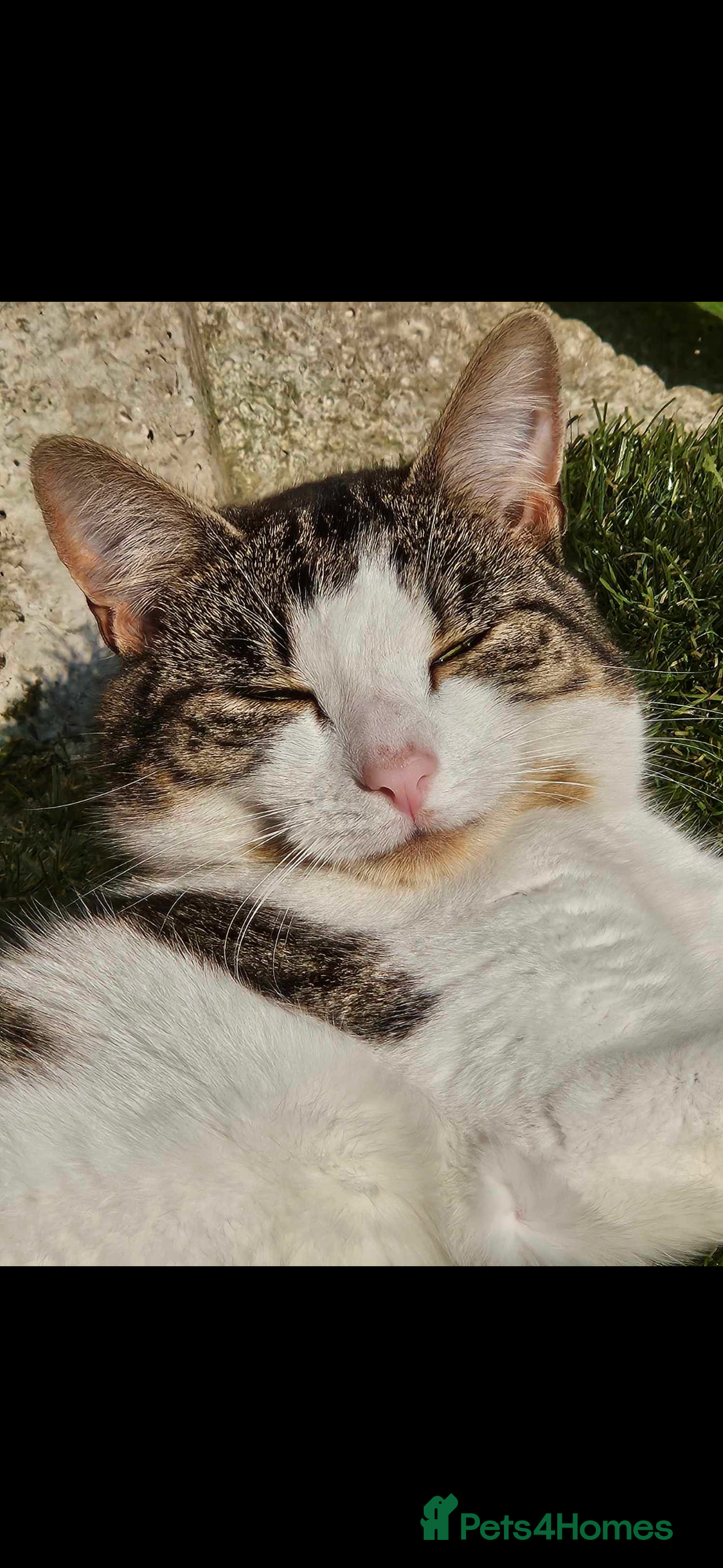 Domestic Shorthair cats for sale: Beautiful Tabby boy - Image 1