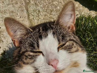 Domestic Shorthair cats - Advert 30