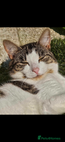 Domestic Shorthair cats - Advert 5