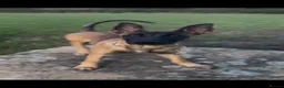 Belgian Shepherd Dog dogs for sale: 6 month old Dutch Herder for sale - Advert 3