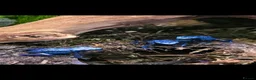 Frog reptiles for sale: Dendrobates tinctorius Azules Dart Frog Tadpoles - Advert 11