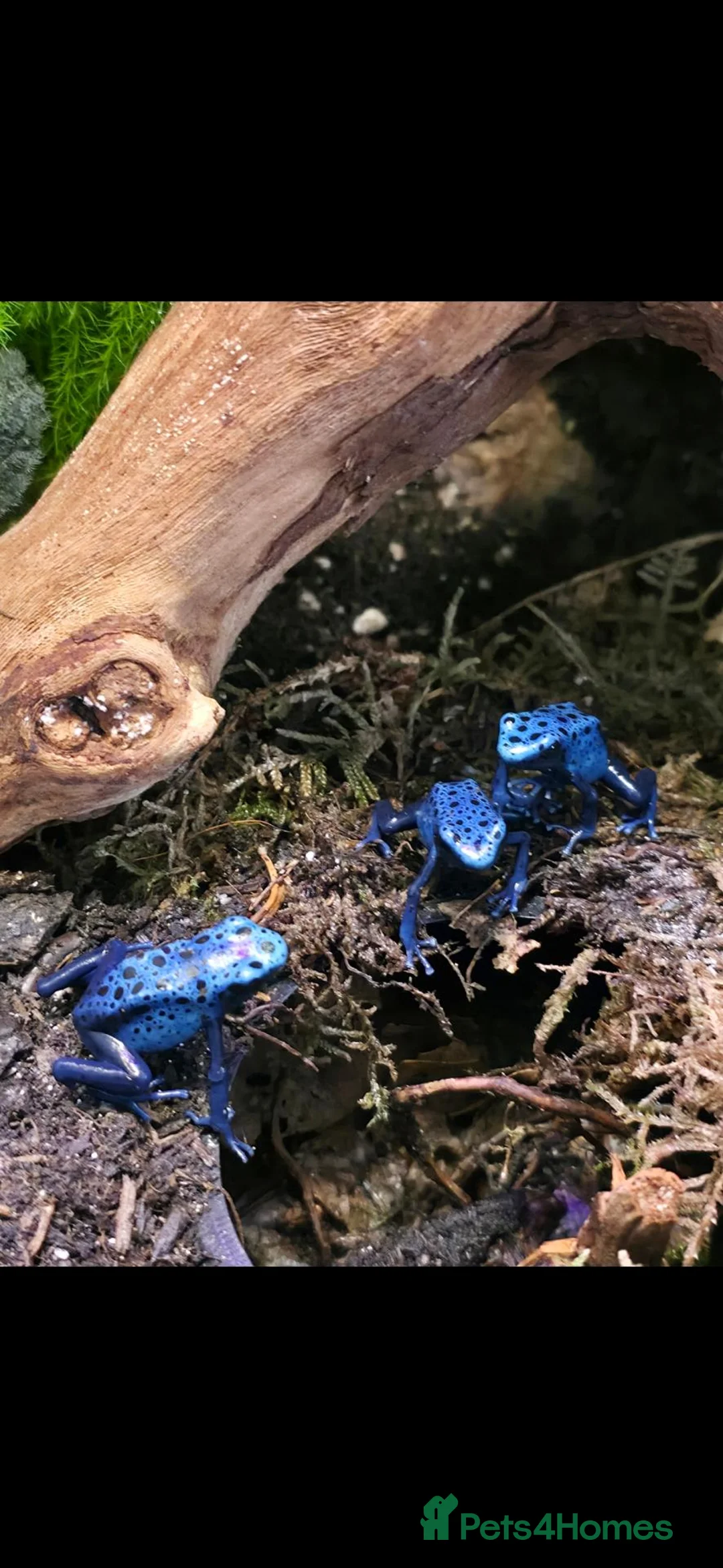 Frog reptiles for sale: Dendrobates tinctorius Azules Dart Frog Tadpoles - Advert 11