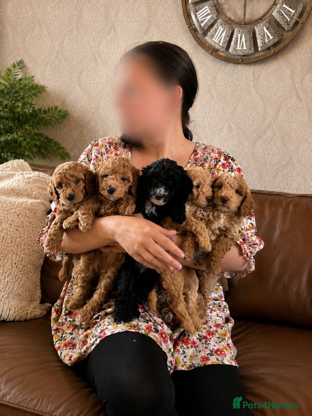 Cockapoo dogs Rare F1BB Toy Cockapoo Puppies Health Checked!  - Advert 2