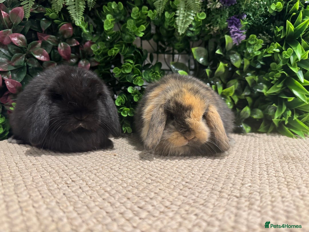 Mini Lion Lop rabbits for sale: 5 mini lops ready to reserve  - Advert 4