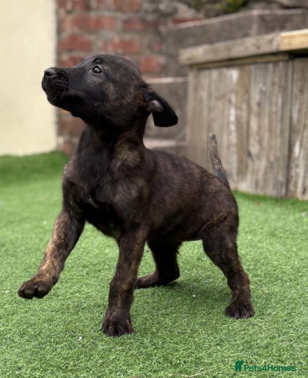 Belgian Shepherd Dog dogs for sale: Belgian malnois x Dutch sheppard puppies - Image 20