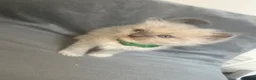 Ragdoll cats for sale: Beautiful mink ragdoll kittens all male  - Advert 29