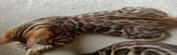 Bengal cats for sale: ✨ READY NOW - Pedigree Bengal Kitten Boy✨ - Advert 7