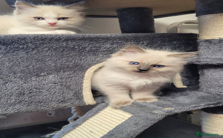 Ragdoll cats - Advert 2