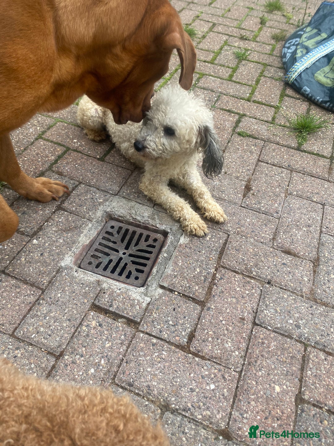 Toy Poodle dogs for stud: Kc registered toy poodle amazing  - Advert 2