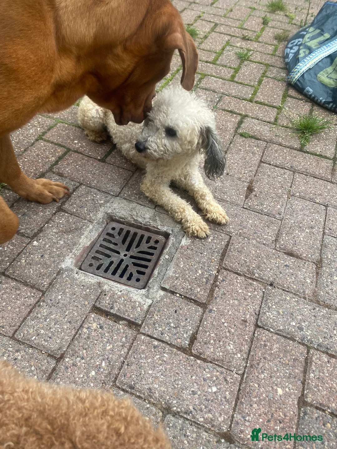 Toy Poodle dogs for stud: Kc registered toy poodle amazing  - Advert 2