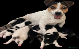Jack Russell dogs for sale: Quality litter of beautiful Jack Russell puppies  - Image 33