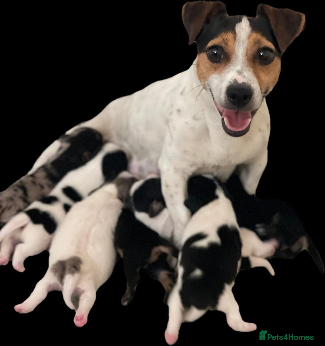 Jack Russell dogs for sale: Quality litter of beautiful Jack Russell puppies  - Image 33