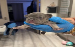 French Bulldog dogs for sale: Merle and lilac and tan French bulldog puppies - Image 16