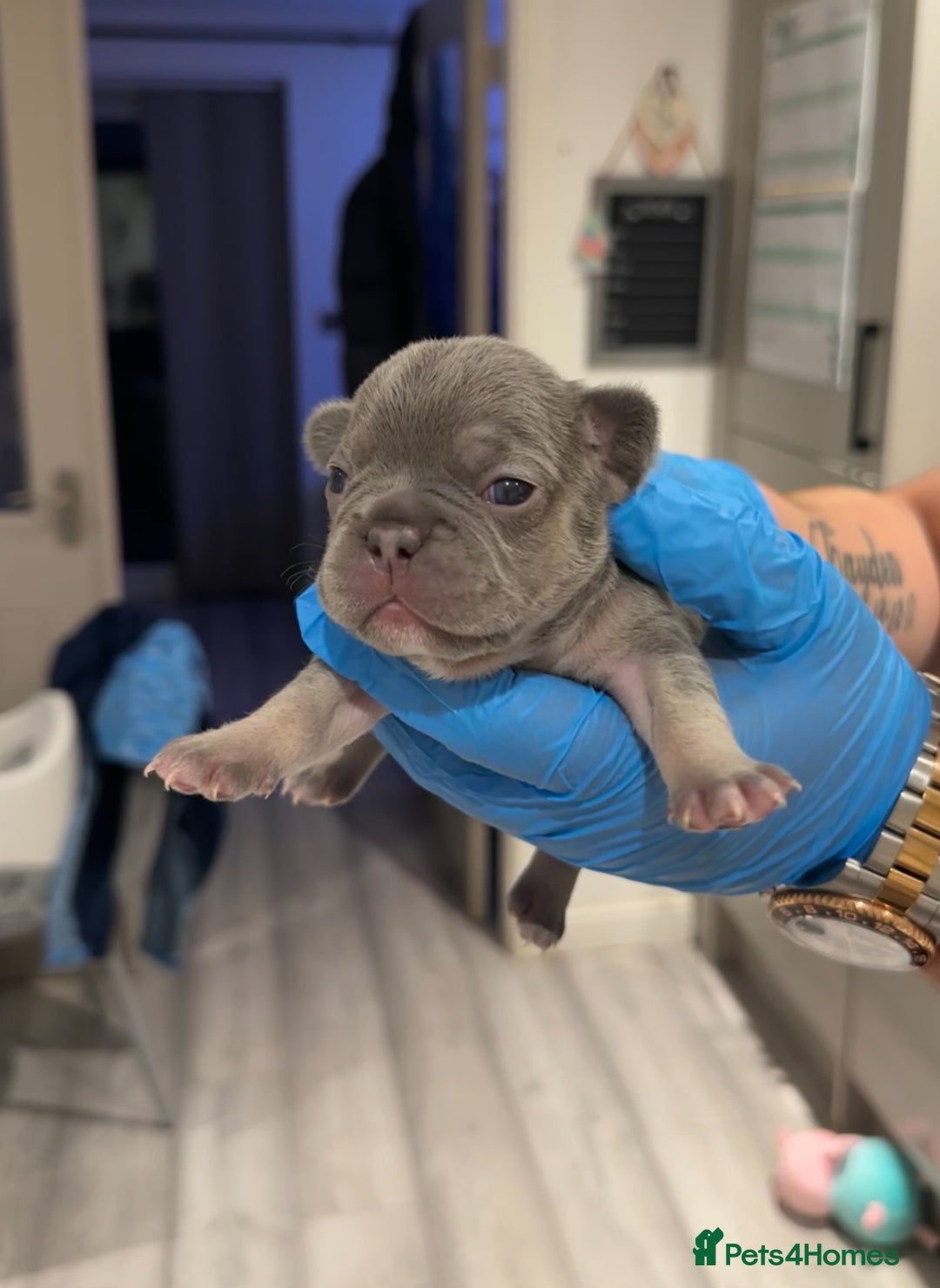 French Bulldog dogs for sale: Merle and lilac and tan French bulldog puppies - Image 16