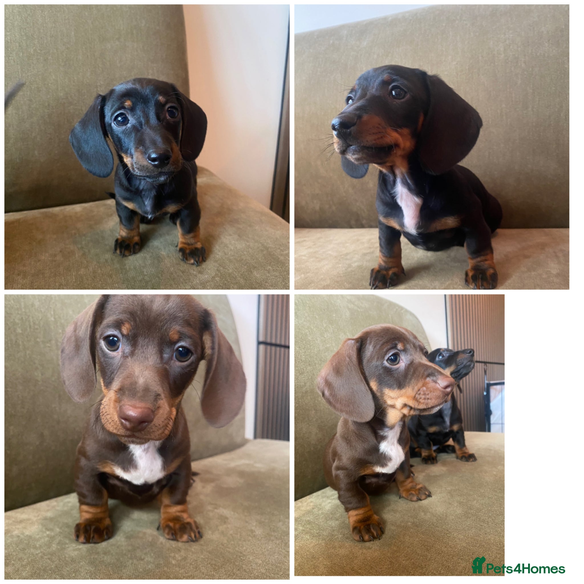 Miniature Dachshund dogs Lovely litter of miniature dachshund pups - Advert 1