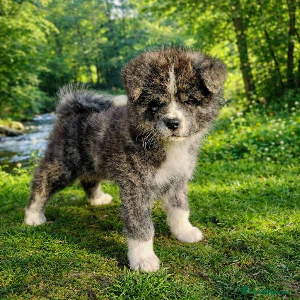 Japanese Akita Inu dogs Jepanese Akita Inu KC registered - Advert 3