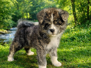 Japanese Akita Inu dogs Jepanese Akita Inu KC registered - Advert 3