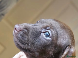 Miniature Dachshund dogs Miniature girls Ready to leave - Advert 2