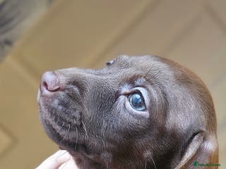 Miniature Dachshund dogs KC registered PRA clear girls READY TO LEAVE - Advert 1