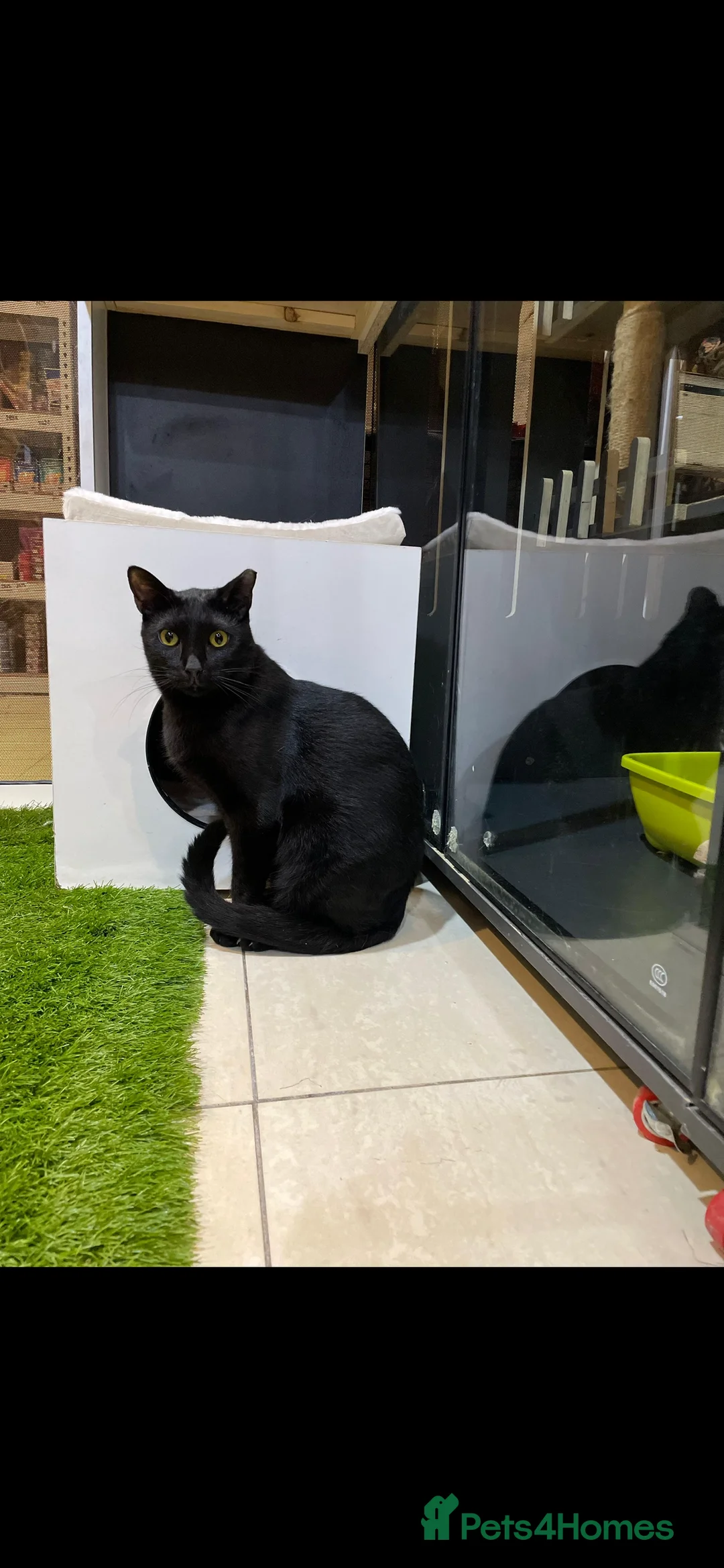 Mixed Breed cats for adoption: ROXY ELLA HEALTHY CUDDLY SPAYED VACCINATED MICROCH - Advert 2