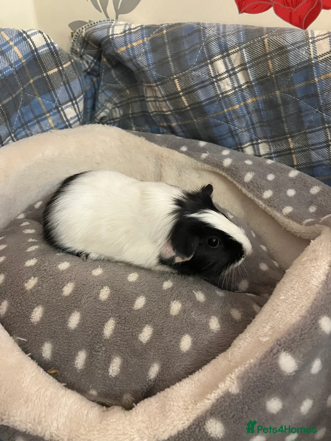 Guinea Pig rodents for sale: Lots of lovely baby boys  - Advert 4