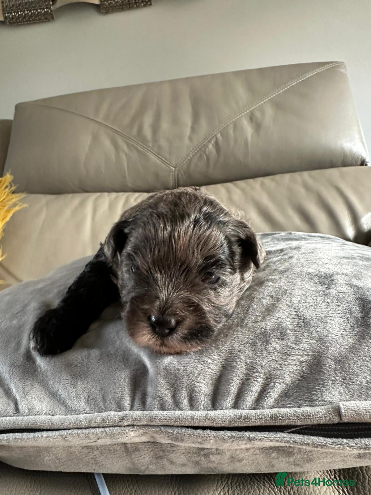 Lhasapoo dogs Stunning Lhasapoo Puppies Available.  - Advert 1