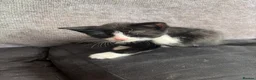 Mixed Breed cats for sale: Kittens for sale - Advert 3