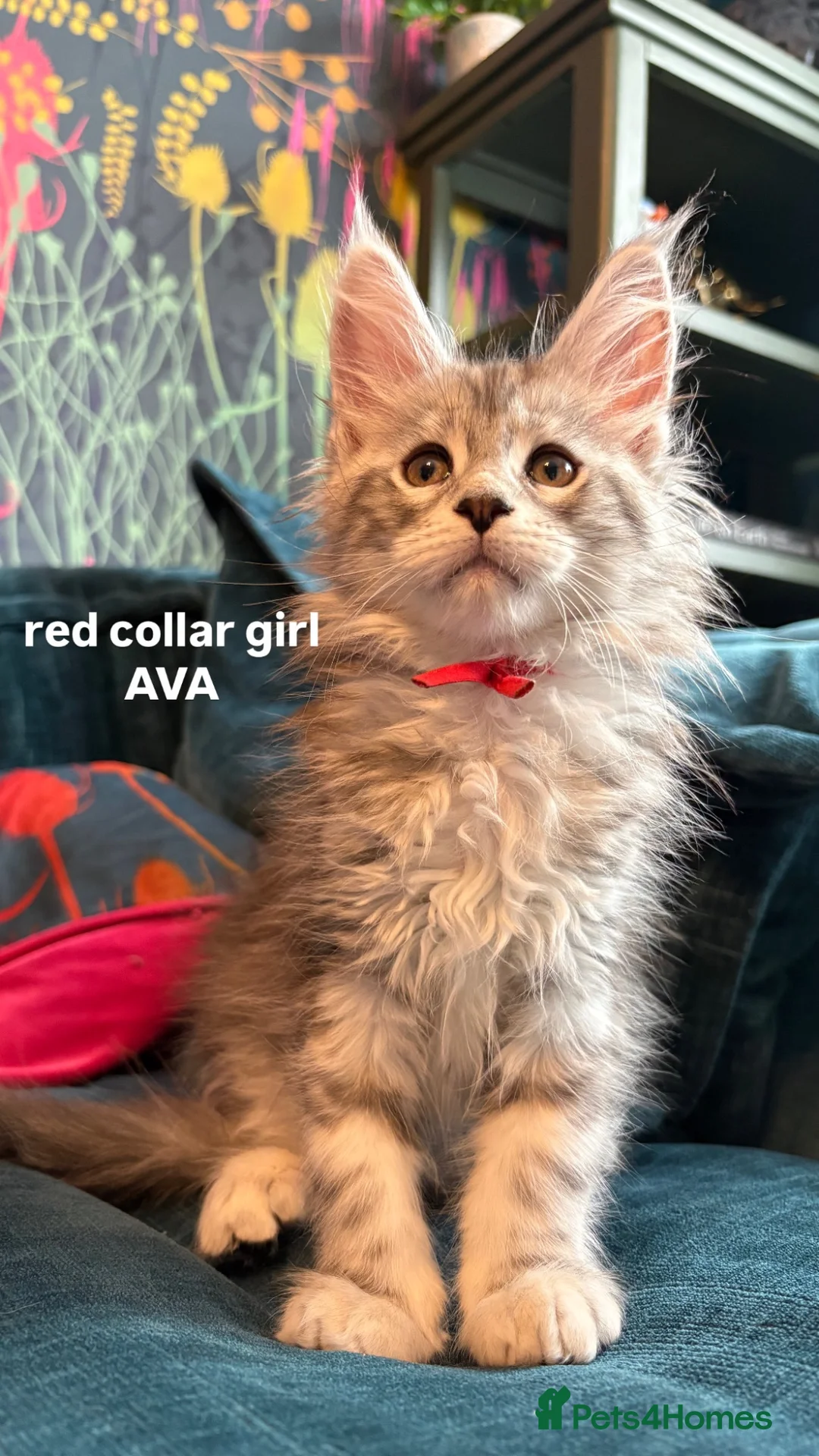 Maine Coon cats for sale: Gorgeous TICA Registered Maine Coon Kittens - Advert 2
