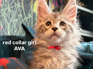 Maine Coon cats Gorgeous TICA Registered Maine Coon Kittens - Advert 1
